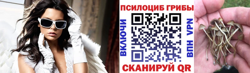 MEGA tor  Пошехонье  Псилоцибиновые грибы мицелий  как найти  